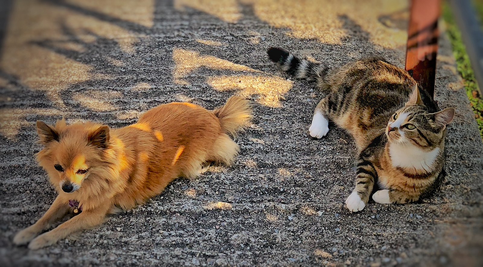 Furry Family of Pawrpose