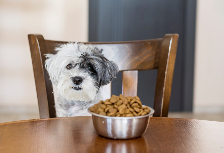 dogs for adoption - PawrPose