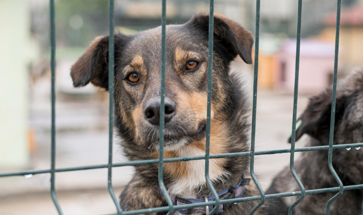 Dover Delaware Animal Control - PawrPose