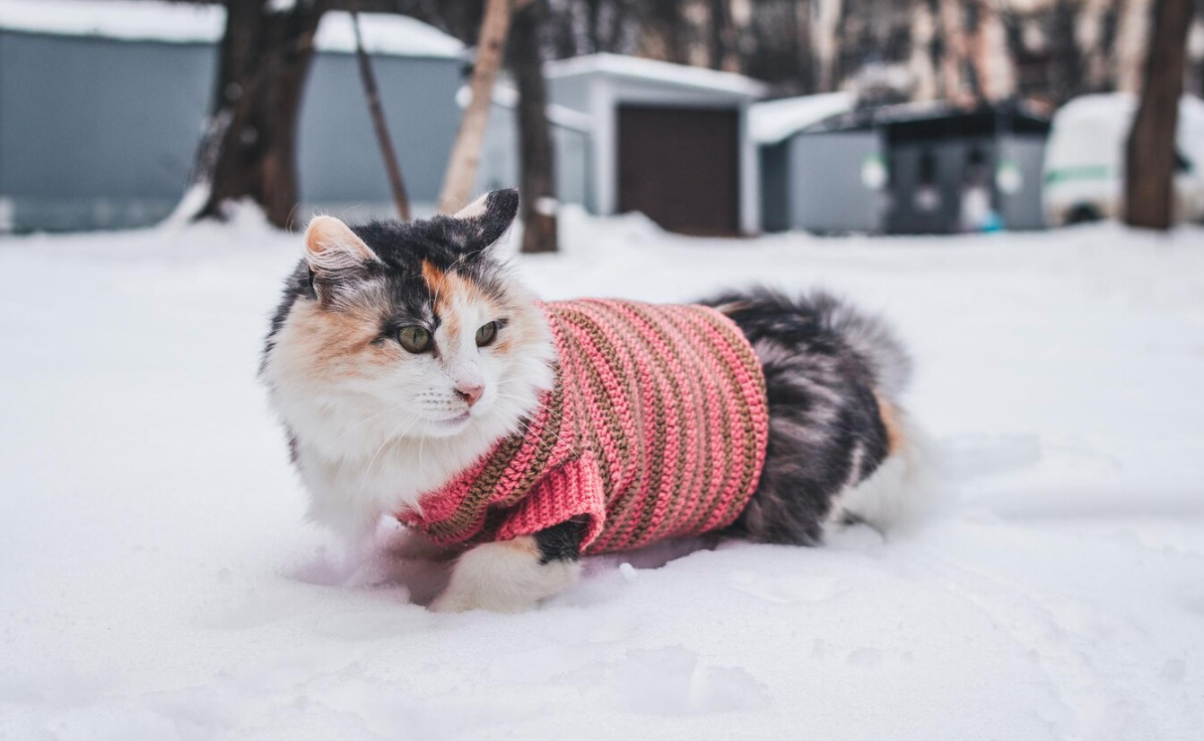 Animal Welfare - Cat