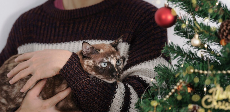 Cat-Proofing Christmas Tree - PawrPose