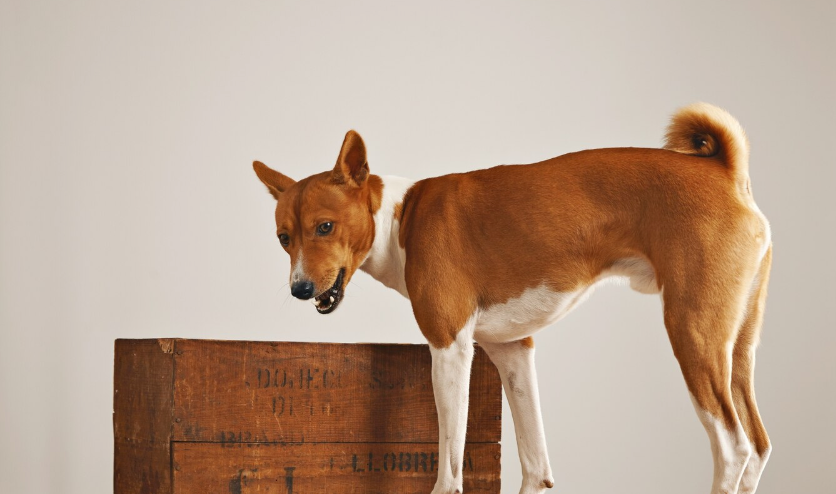 Dog adoption delaware - PawrPose