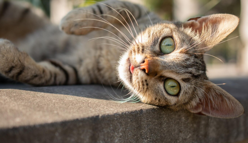 Cat Ownership - PawrPose