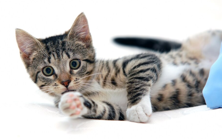 cat game app - PawrPose