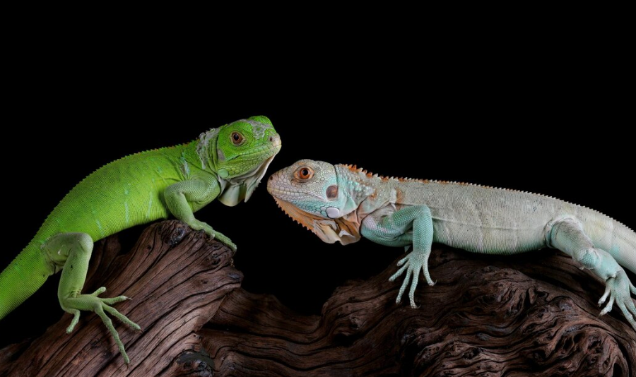 delaware animal shelters - PawrPose