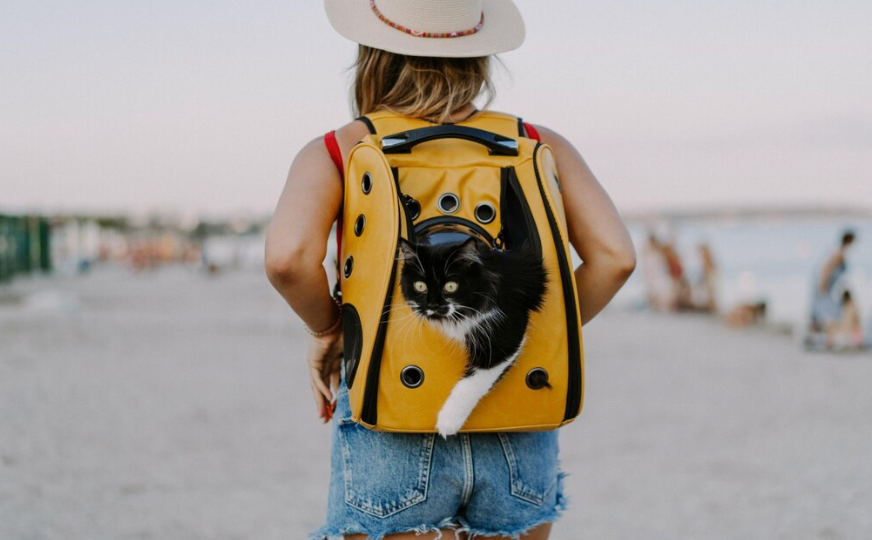 Travel with Your Cat - PawrPose