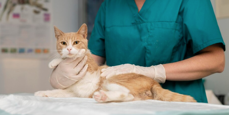 Cat Adoption - PawrPose