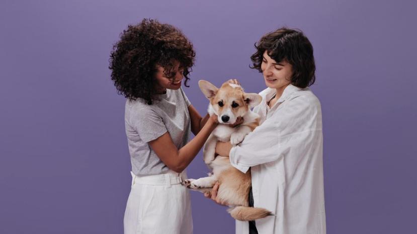 Preparing your Dog for a Vet Visit