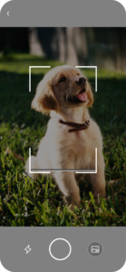 Dog Behavior Patterns