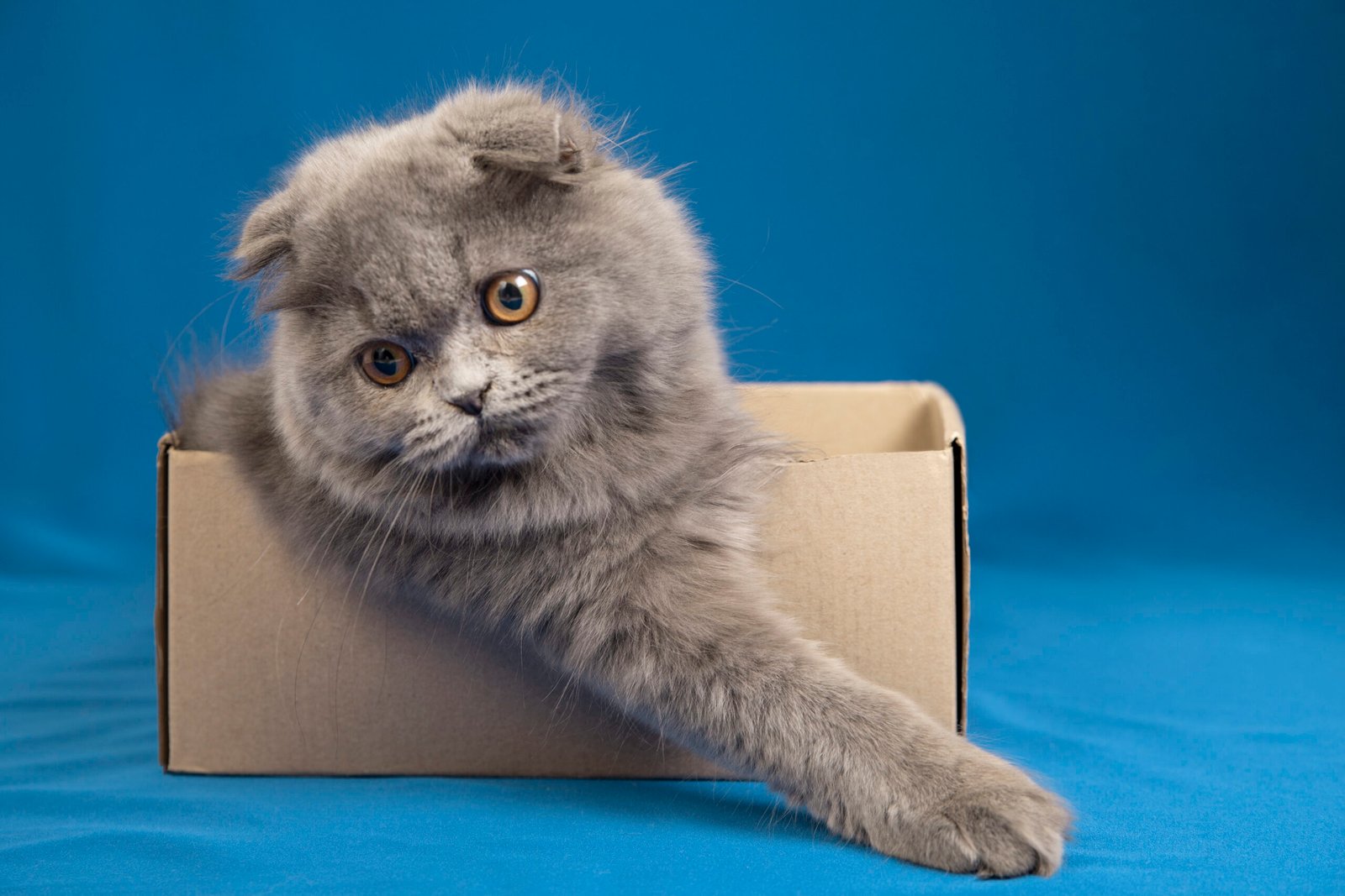 Cat Psychology -PawrPose