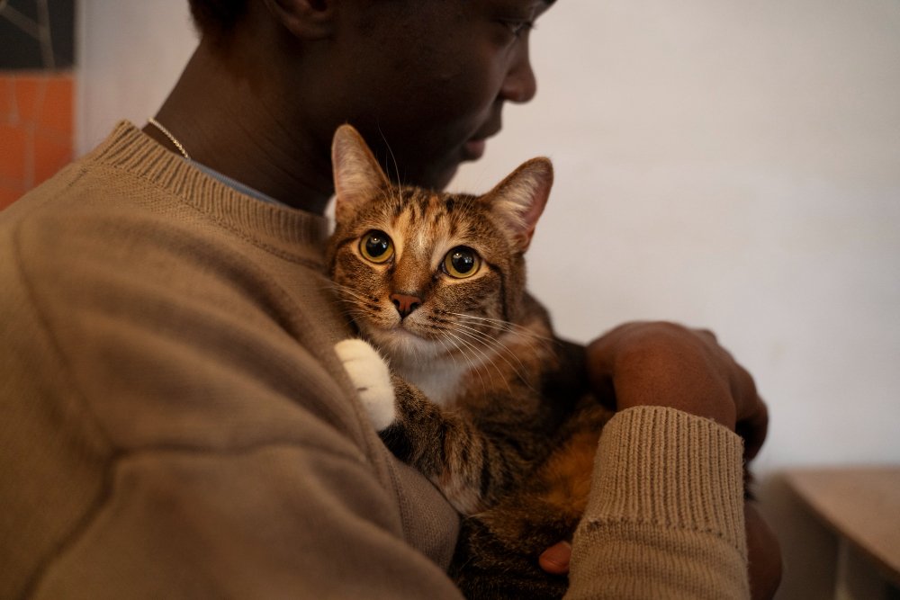 Person holding a cat close, with the cat looking at the camera, expressing trust and affection