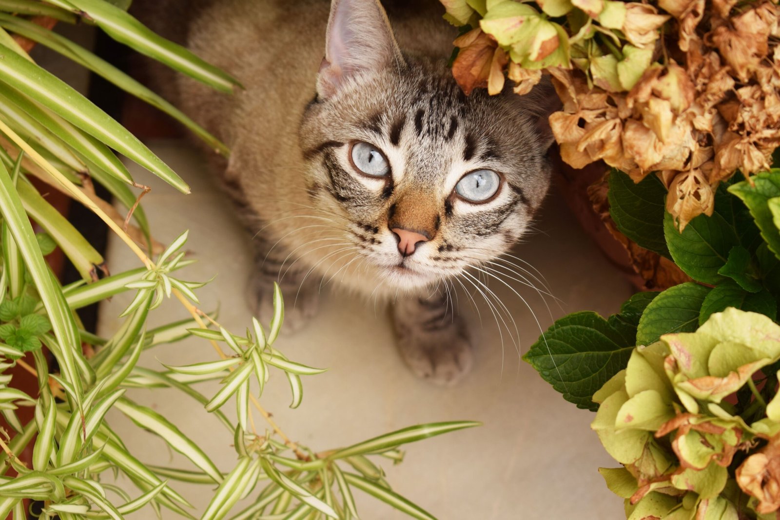 Summer Safety Tips for Cats