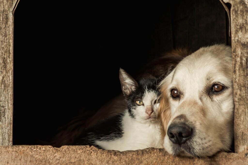 Calm cat resting peacefully with a Dog