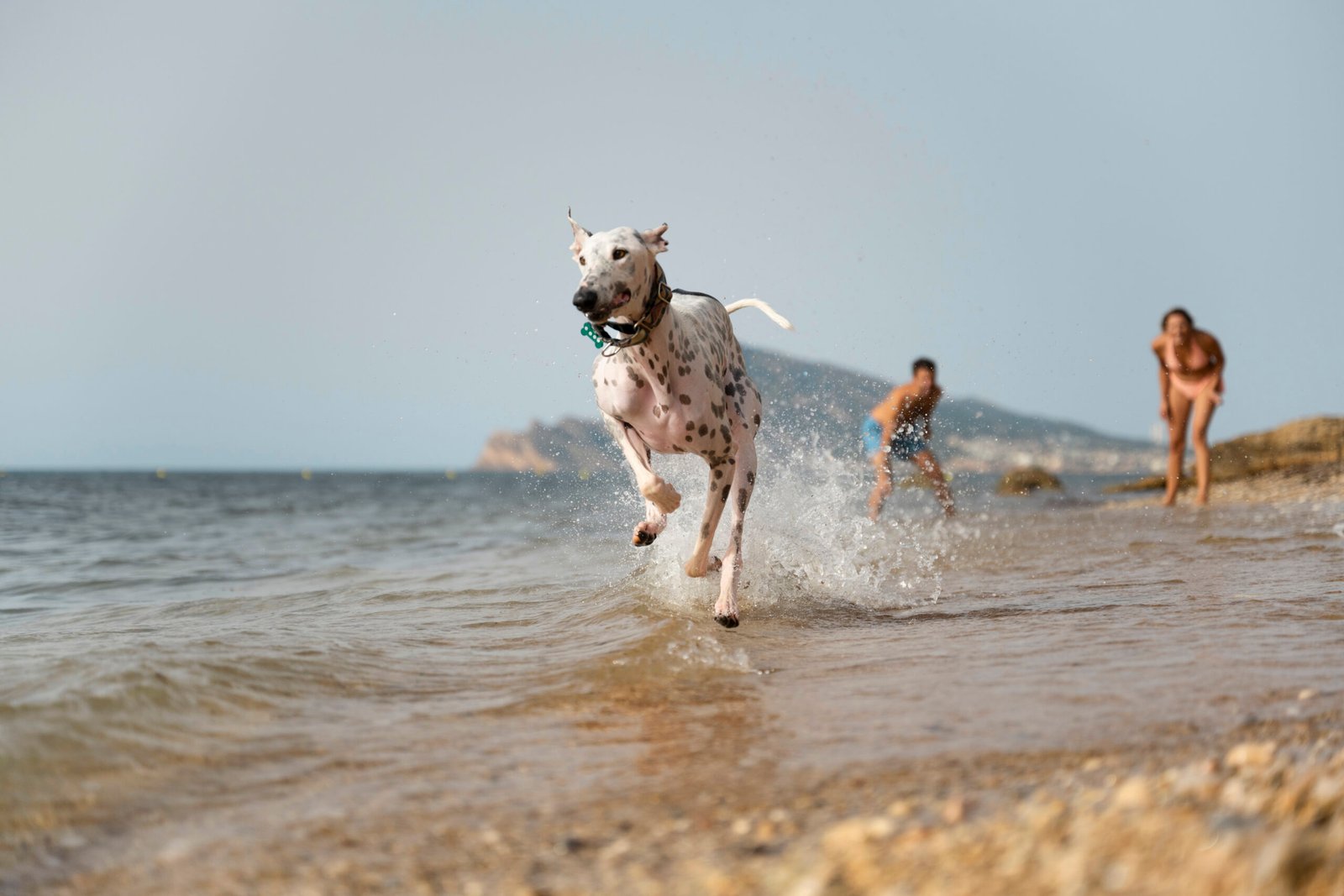 Summer Safety Tips For Dogs