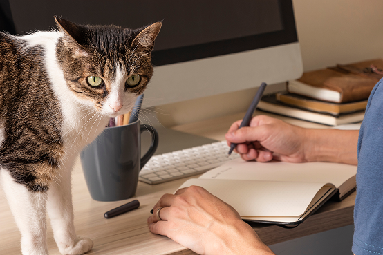 Adopting a Cat Full Checklist