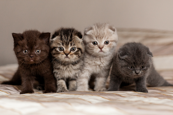 Kittens - Awesome Cat Names