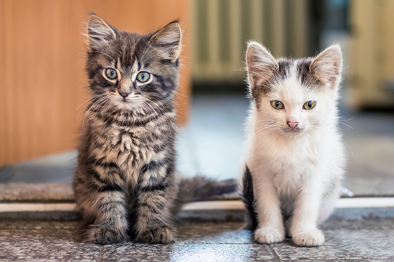 adopt a kitten, adult cat, or a senior cat