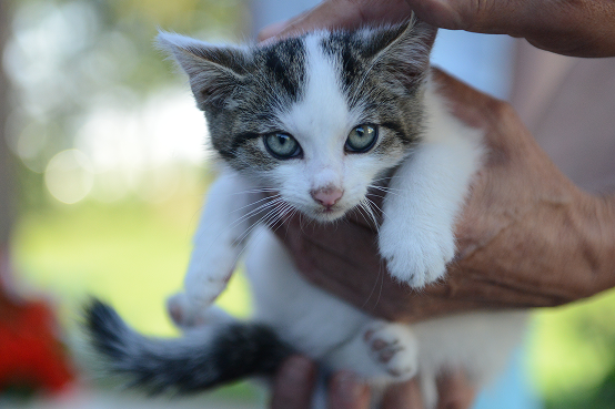 Old Can a Kitten Be to Adopt