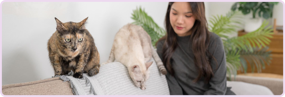 Preparing Home for Kitten