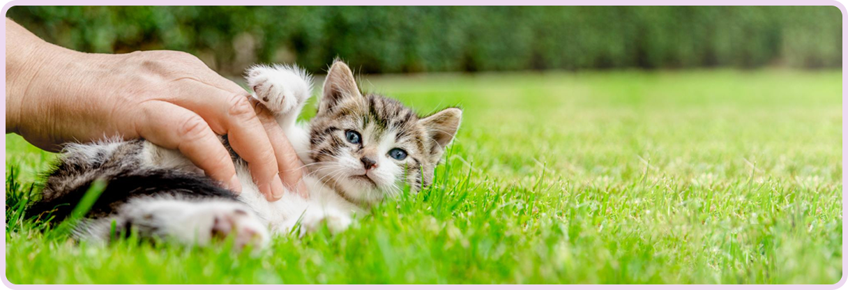 Kitten Adoption Near Me