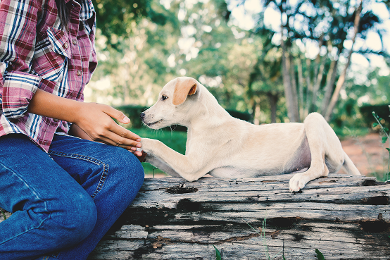 Find A Puppy Near Me