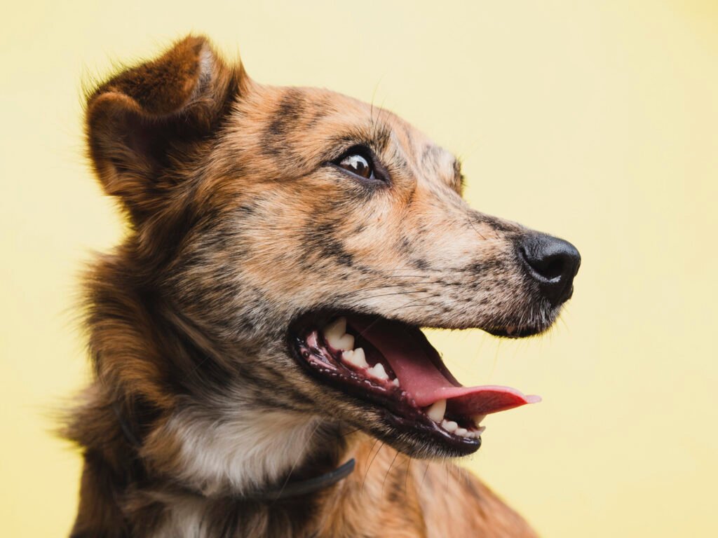 dog looking for the owner ready to bark