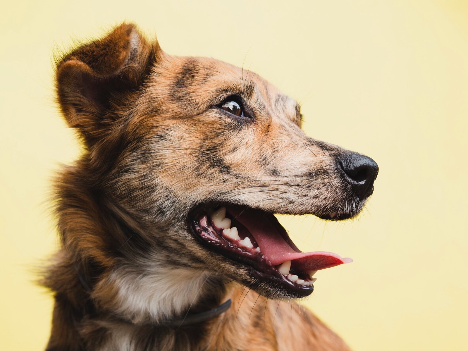 dog looking for the owner ready to bark