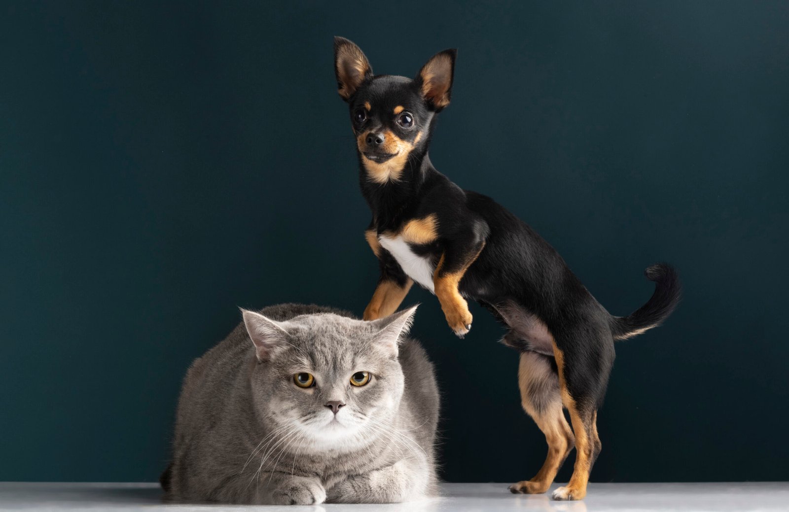 pet parenting tips for dogs and cats
