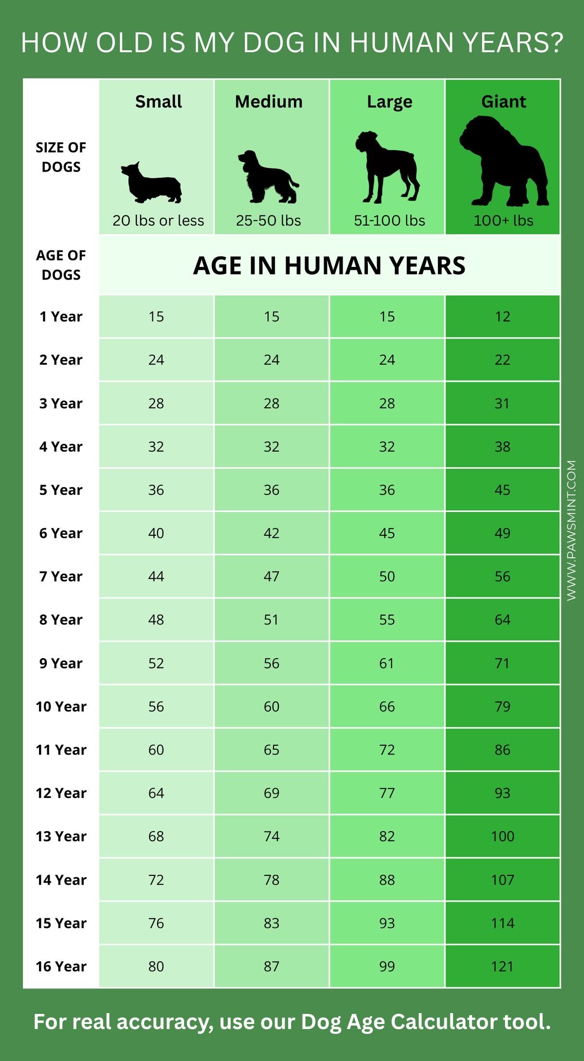 Dog to Human years Chart​ 