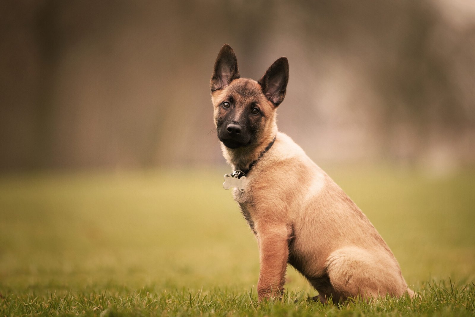 Mix breed of German Shepherd standing outdoors with a strong, athletic build